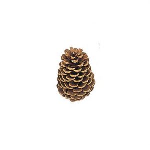 Medium Natural Pine Cone 3.5″