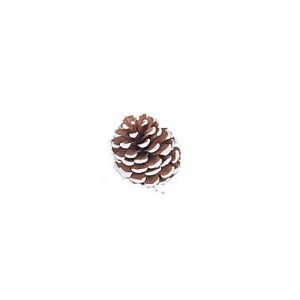 Small Frosted Pine Cone 2″