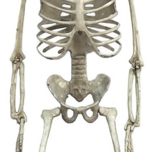 28″ Hanging Poseable Skeleton