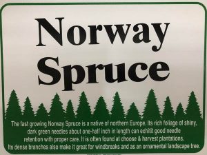Norway Spruce Sign