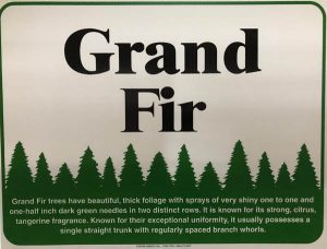 Grand Fir Sign